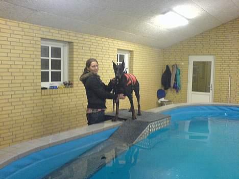 Dobermann Nagan *død* - uha skal jeg i?! billede 17