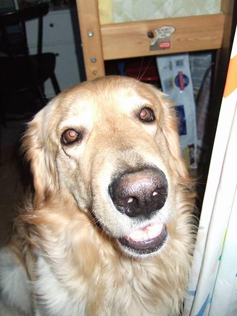 Hovawart Balder - Nærbillede af smukke Balder! billede 17