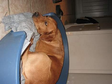 Labrador retriever victor - kigger på min kat karoline....... billede 5