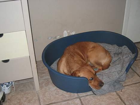 Labrador retriever victor - her kigger han på vaskemaskinen........... billede 6