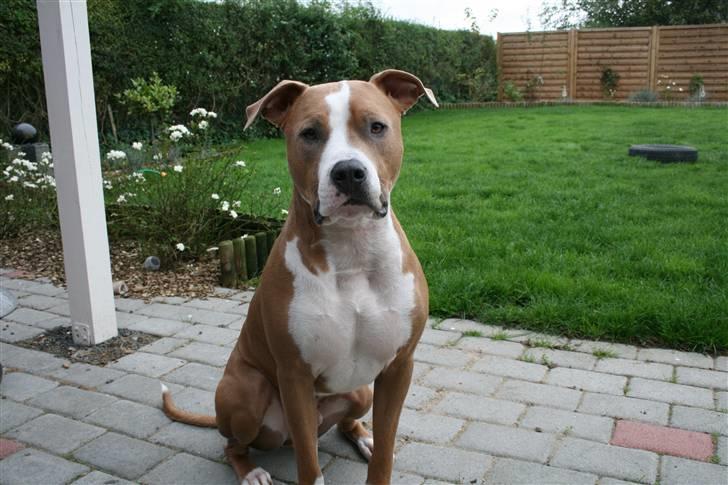 Amerikansk staffordshire terrier Cosmo (Du er savnet) - Ja ja jeg sidder pænt et lille stykke tid. *NYT* billede 8