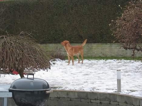 Labrador retriever victor - her er han i sneen... billede 7