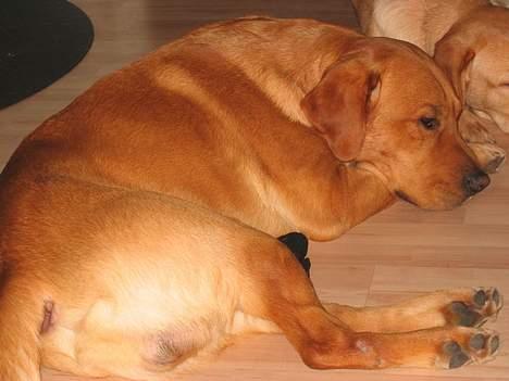 Labrador retriever victor - her ligger han foran brændeovnen og for varmen.... billede 8