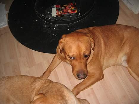 Labrador retriever victor billede 9