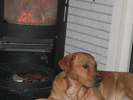 Labrador retriever victor billede 10