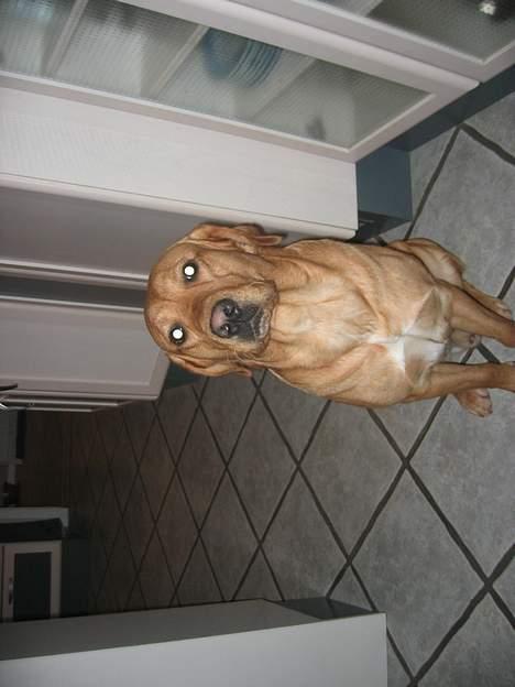 Labrador retriever victor billede 11