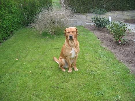 Labrador retriever victor - er i haven billede 12