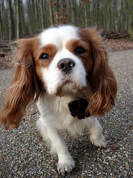 Cavalier king charles spaniel Simpson - taget af Nadja L billede 1