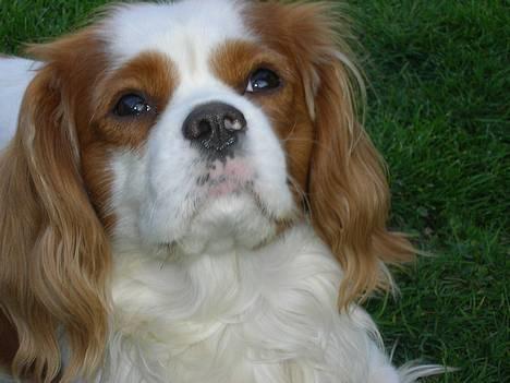 Cavalier king charles spaniel Simpson billede 2