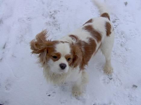Cavalier king charles spaniel Simpson billede 3