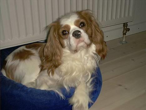 Cavalier king charles spaniel Simpson - Simpson mente at kattenes kurv liiiige passede til ham*S* billede 4