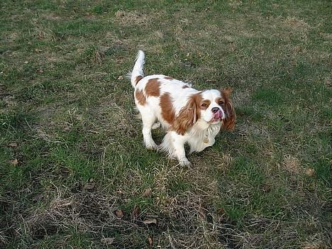 Cavalier king charles spaniel Simpson - taget af Nadja L billede 5