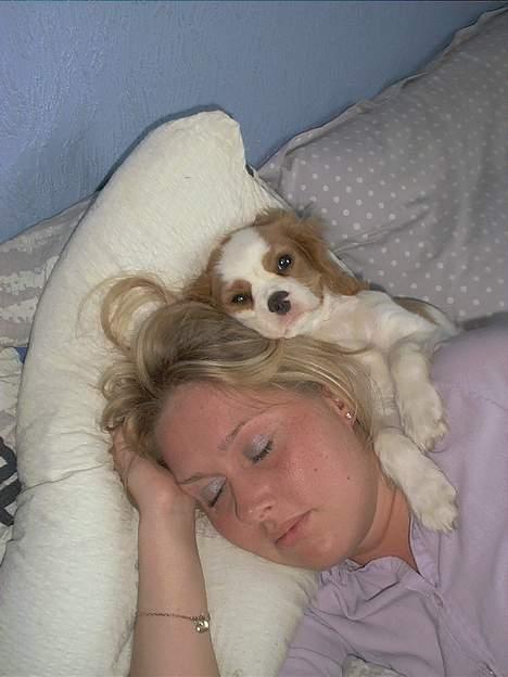 Cavalier king charles spaniel Simpson - Lå altid sådan som lille - helt tæt ved hovedet...og er begyndt på det igen.. billede 6