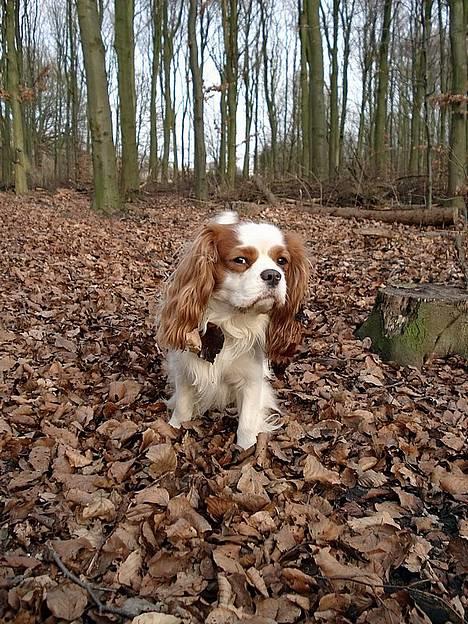 Cavalier king charles spaniel Simpson - taget af Nadja L billede 7