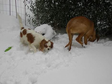 Cavalier king charles spaniel Simpson billede 8