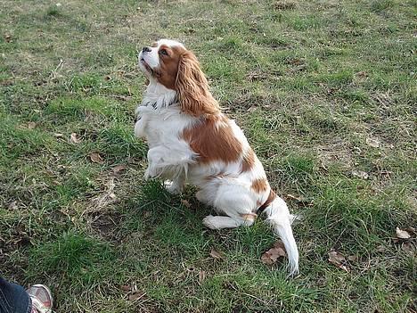 Cavalier king charles spaniel Simpson - taget af Nadja L billede 9
