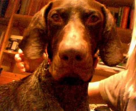 Korthåret hønsehund Sako - ej hvor er du pæn  billede 1