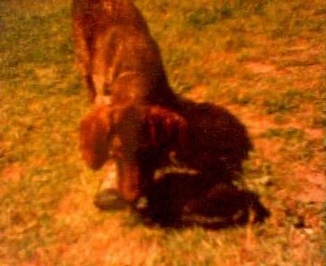 Korthåret hønsehund Sako - sako den lille skid billede 2