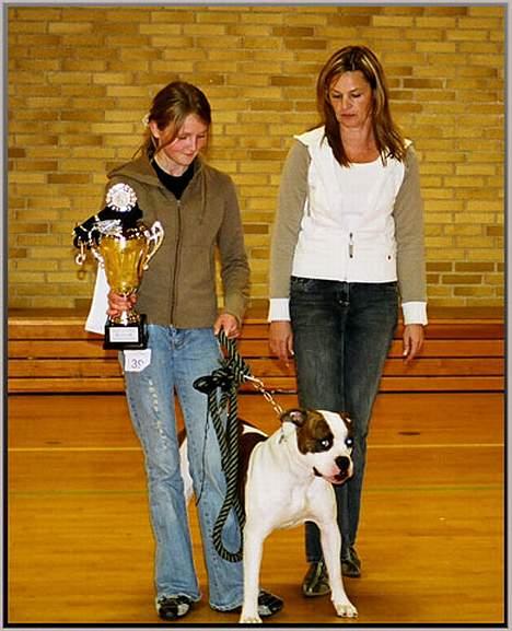 Amerikansk bulldog Boyd's Mille - mille blev "best in show" ... <3 hun er da lidt dygtig :D  billede 8