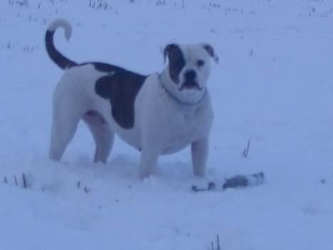 Amerikansk bulldog Østergårds Kelly osbuorne - hun elsker sne ..... det er ude på vores mark :D billede 7