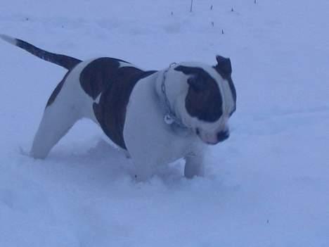 Amerikansk bulldog Boyd's Mille - det er lidt koldt at få på snuden :)  billede 9