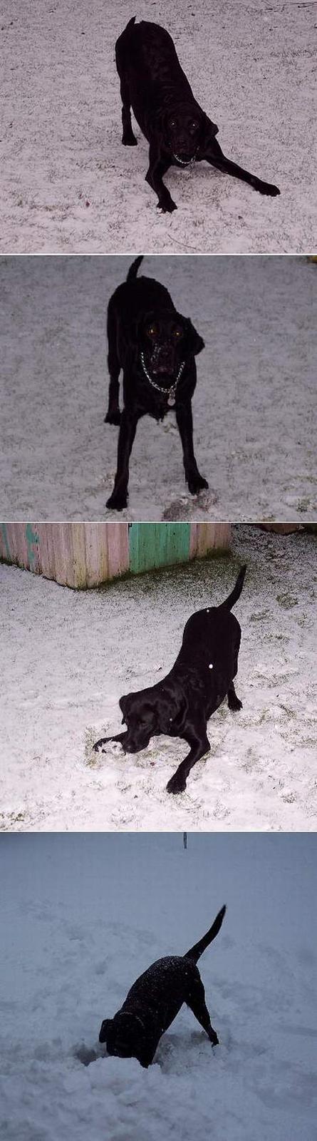 Labrador retriever Bella billede 20