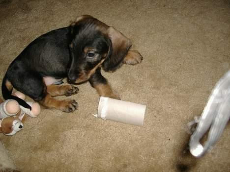 Gravhund Oscar - da han  var 7 uger..  billede 1