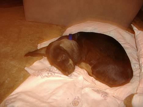 Gravhund Oscar - oscar da han var 7 uger billede 2