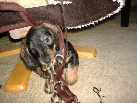 Gravhund Oscar billede 3