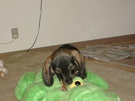 Gravhund Oscar billede 4