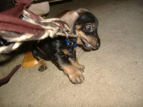 Gravhund Oscar billede 5