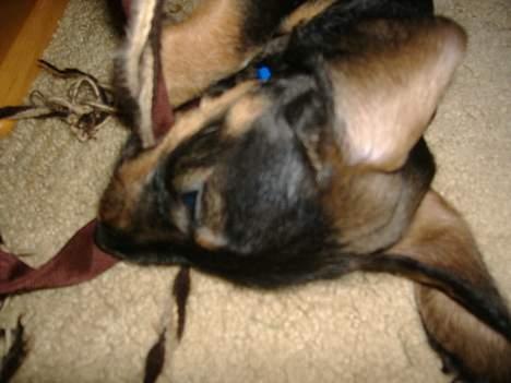 Gravhund Oscar billede 6