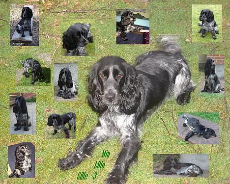 Cocker spaniel Sille <3 - Collage ? d: billede 14