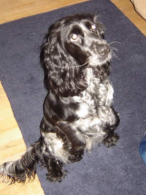Cocker spaniel Sille <3 - - Hun ligner en kanin når hun sidder sårn (; billede 15