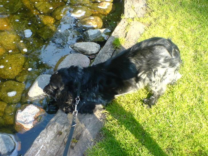 Cocker spaniel Sille <3 - Hihi , Sille var med i fårup sommerland og kræsen som hun jo er, gad hun ikke at drikke af de skåle der var sat frem, og i stedet for ville hun så drikke af en lille sø (:; billede 16