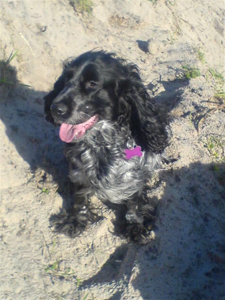 Cocker spaniel Sille <3 - vind i håret, rockstar briller på.. osv d; billede 17