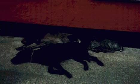 Korthåret hønsehund Sako - lille, mellem og stor billede 3