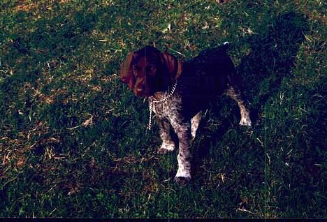 Korthåret hønsehund Sako billede 4