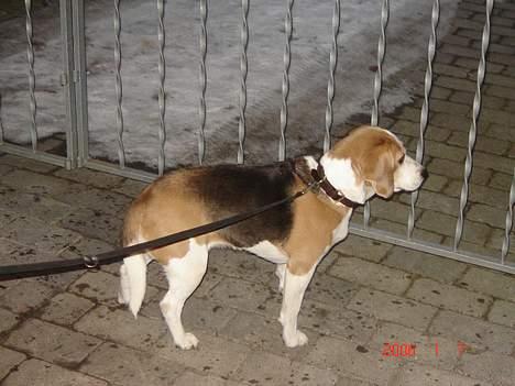 Beagle Sille - nu går vi altså....NU.... billede 13