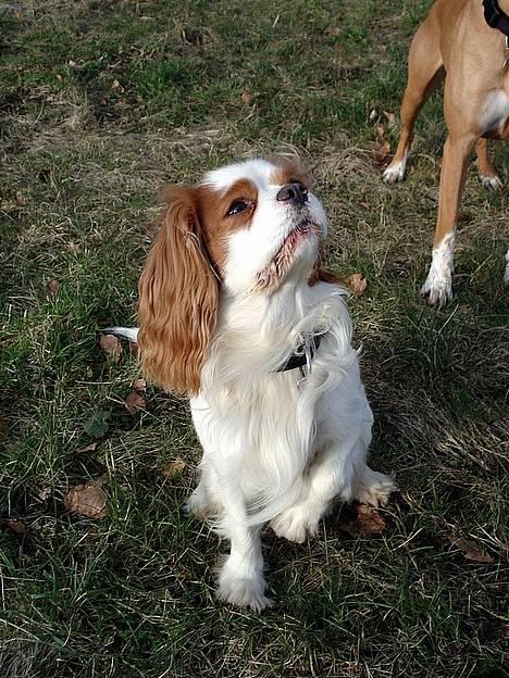 Cavalier king charles spaniel Simpson - taget af Nadja L billede 10