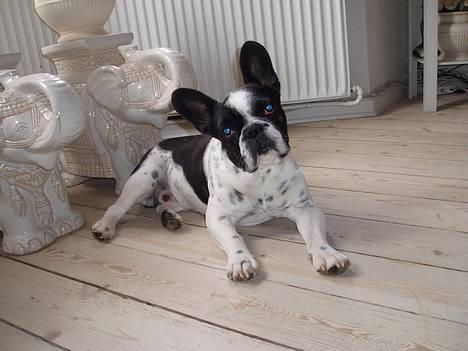 Fransk bulldog Zeus R.I.P billede 1