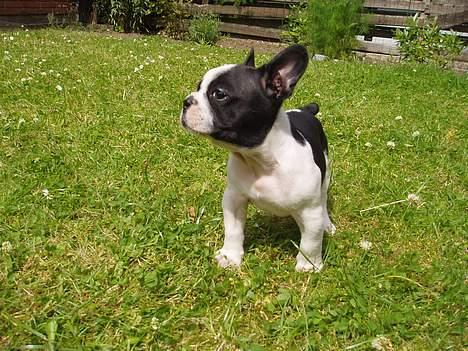 Fransk bulldog Zeus R.I.P billede 2