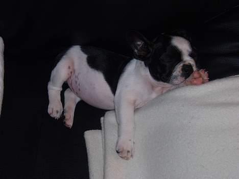 Fransk bulldog Zeus R.I.P billede 3