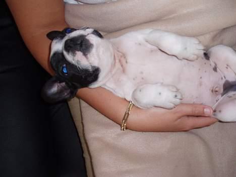 Fransk bulldog Zeus R.I.P billede 4