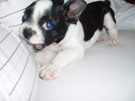 Fransk bulldog Zeus R.I.P billede 5