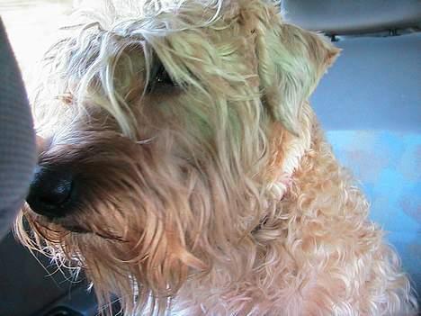 Irish softcoated wheaten terrier Zimba - At sidde i en bil og tænke over livets mange muligheder......  billede 6