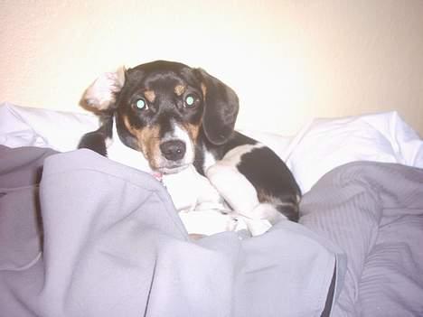 Blanding af racer Mille - så blev hun 5 mdr gammel billede 8