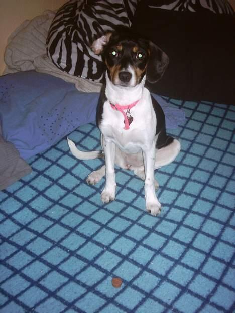 Blanding af racer Mille - Må jeg ikke snart tage den? billede 9