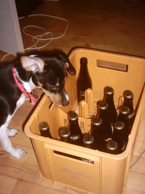 Blanding af racer Mille - Hun er sgu opdraget godt. noget har hun da lært. billede 11