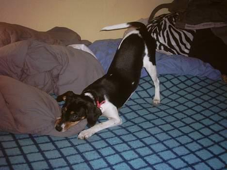 Blanding af racer Mille - hmm, den har hun også kun bidt hul i 3 gange nu. billede 12